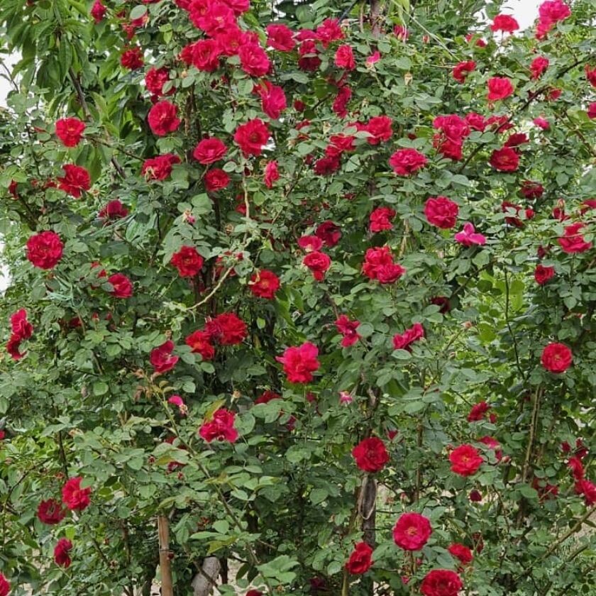 خانم مومنی