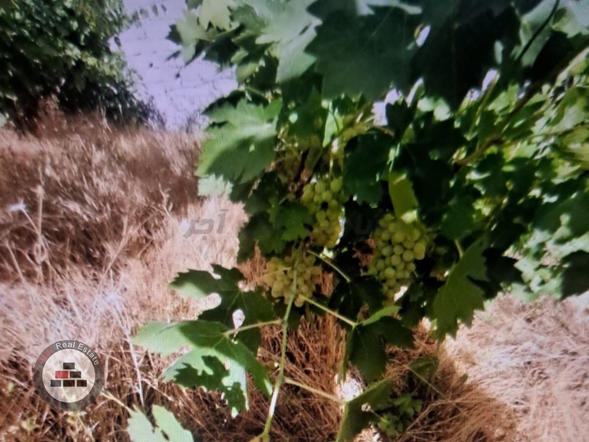 Image 12