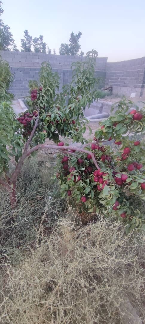 باغ ۱۱۷۰ متری با سند ششدانگ در خرید باغ و باغچه حصار مهتر رباط کریم عکس شماره 4  