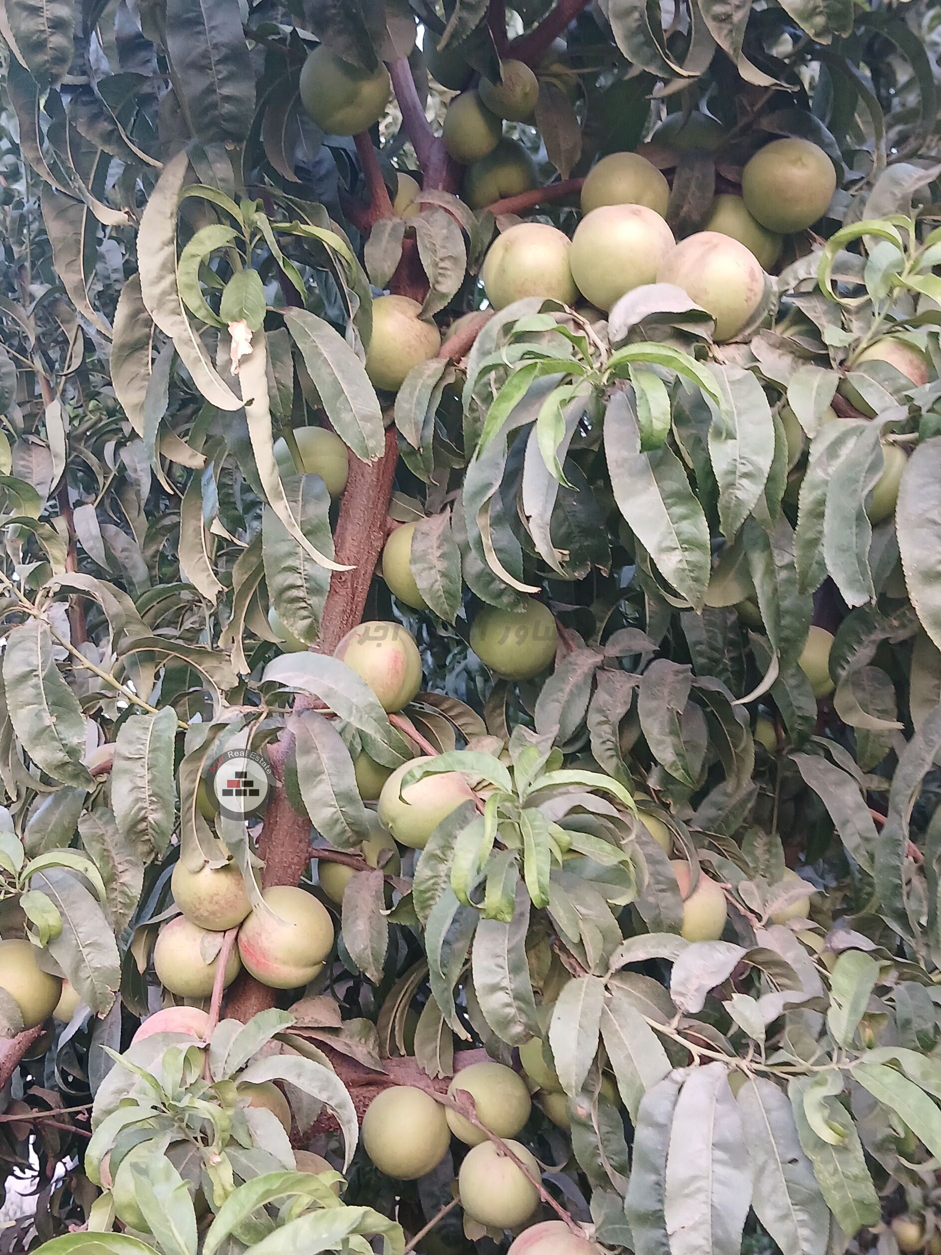 باغچه ۱۳۰۰ متری در خرید باغ و باغچه وحیدیه رباط کریم