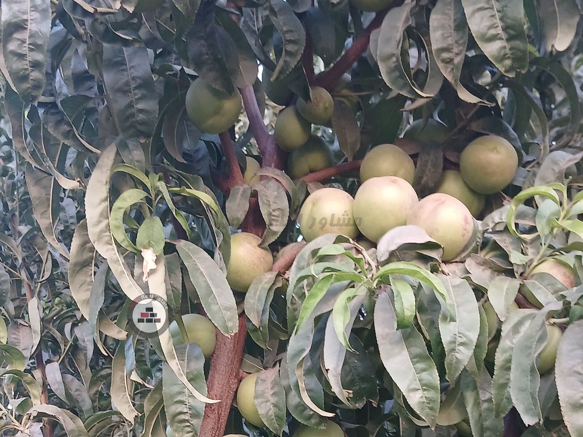 باغچه ۱۳۰۰ متری در خرید باغ و باغچه وحیدیه رباط کریم عکس شماره 8