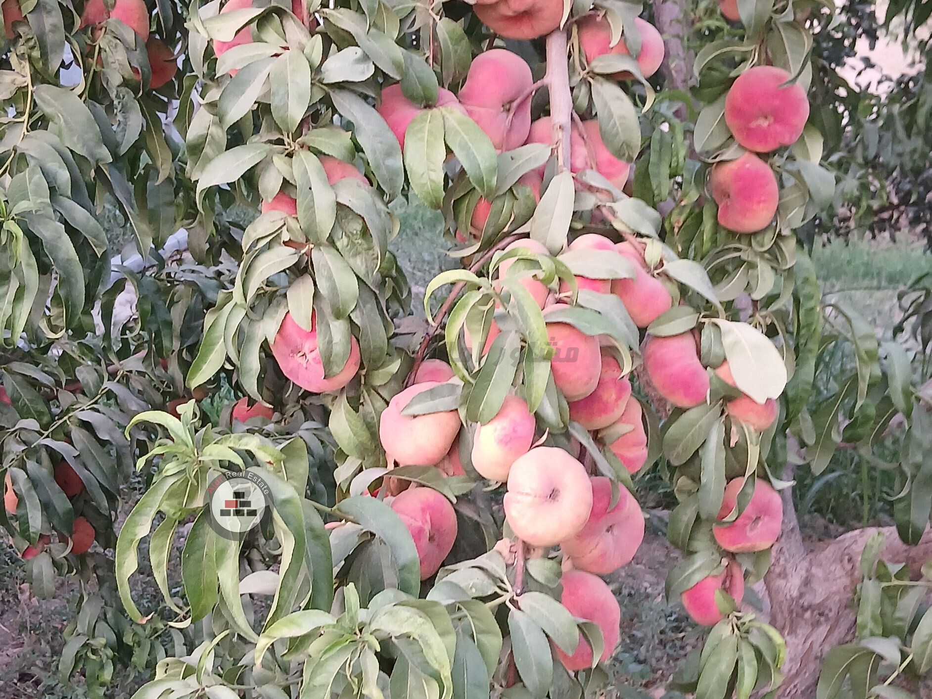 باغچه ۱۳۰۰ متری در خرید باغ و باغچه وحیدیه رباط کریم عکس شماره 9