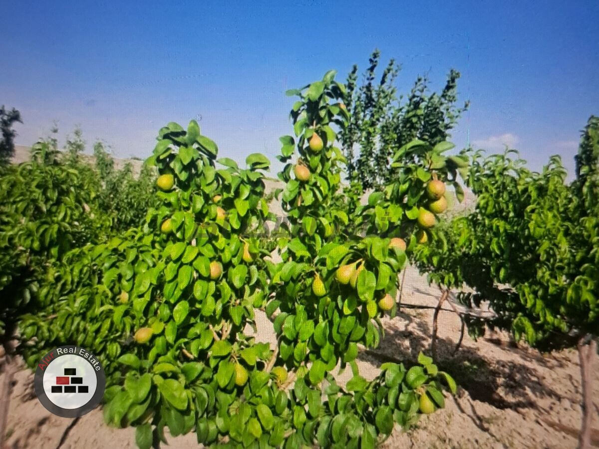 باغچه ۵۰۰متری یقه در خرید باغ و باغچه عکس شماره 1