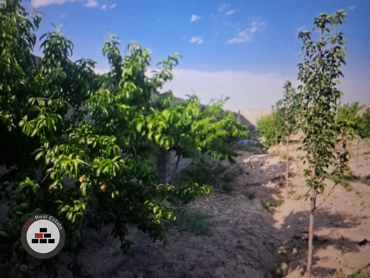 باغچه ۵۰۰متری یقه در خرید باغ و باغچه عکس شماره 4