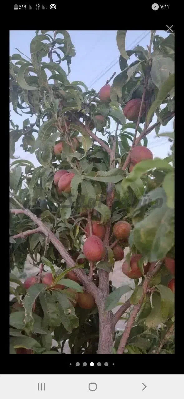 باغ۱۰۰۰متری در وهن اباد در خرید باغ و باغچه وهن آباد رباط کریم