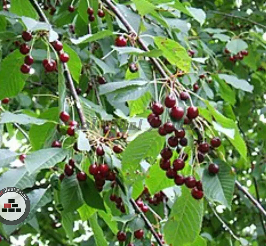 باغ۱۰۰۰متری در وهن اباد در خرید باغ و باغچه وهن آباد رباط کریم عکس شماره 2
