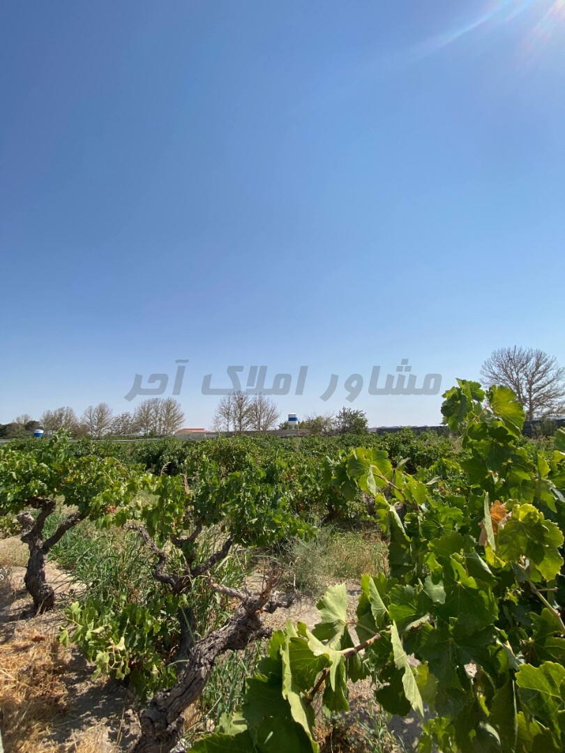 فروش باغ انگوری در خرید باغ و باغچه پیغمبر رباط کریم