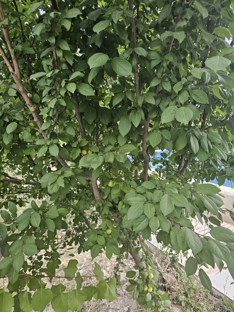 Image 11