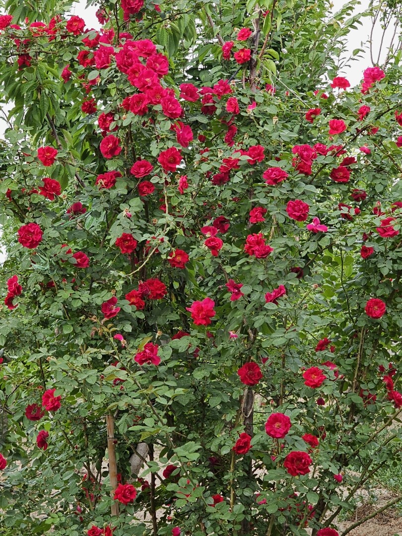 Image 12