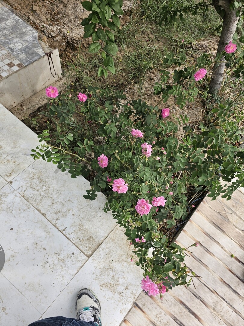 Image 14