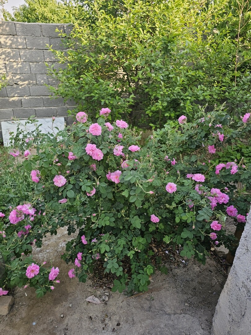 Image 15