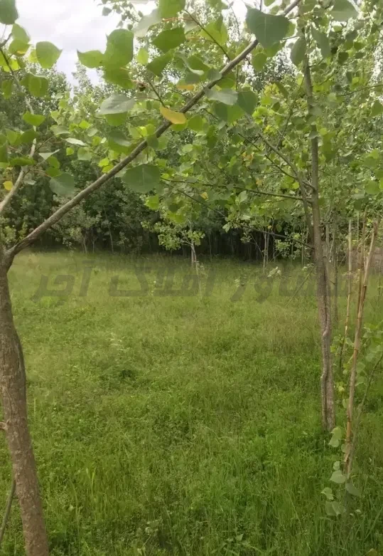  فروش زمین 2843 متری درگالشکلام در خرید زمین مسکونی مرکز شهر چمخاله چاف و چمخاله عکس شماره 1  