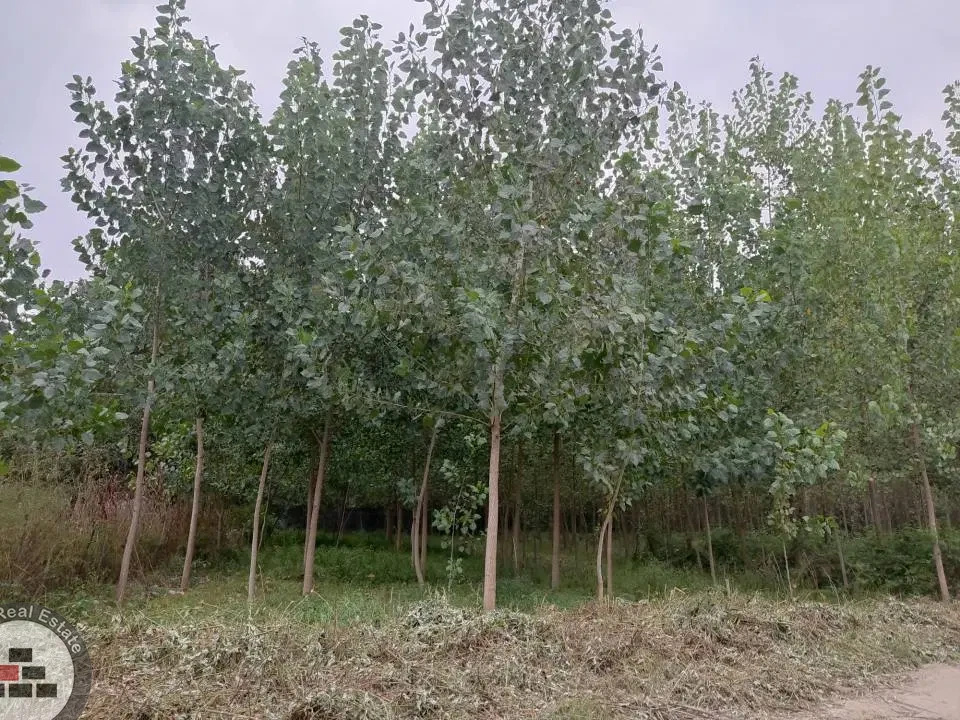 ۳۳۰ متر زمین باغی با انشعابات نزدیک در داخل شهر در خرید آپارتمان جاده خالکیاسر - پاپکیاده چاف و چمخاله عکس شماره 2