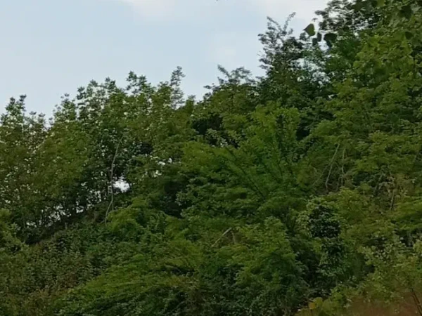 208متر تمام مسکونی کتشال