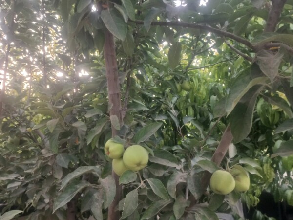 باغ ۱۵ساله