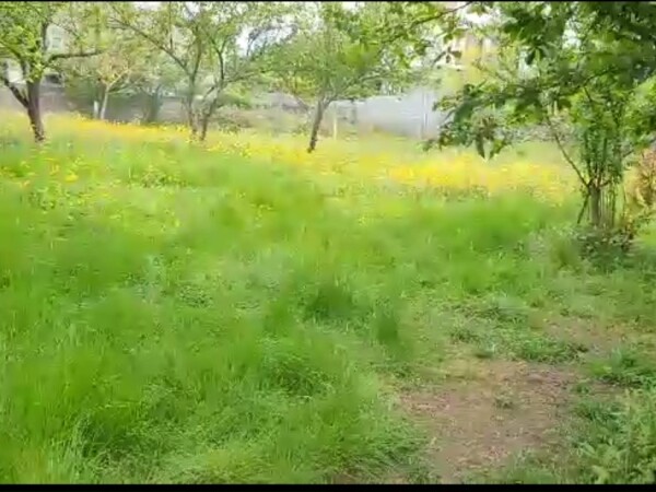 green iguana
