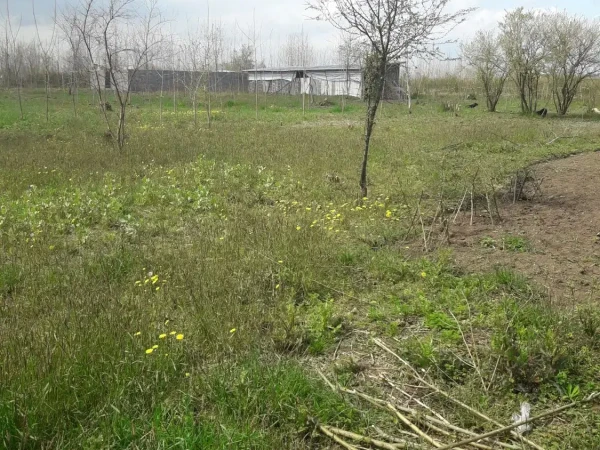 زمین باغی