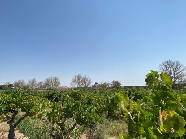 فروش باغ انگوری