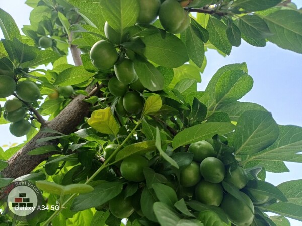 فروش باغچه