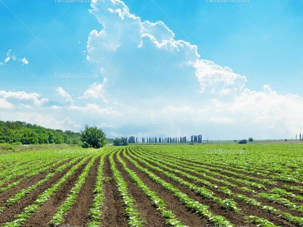 فروش زمین زراعی انجم اباد